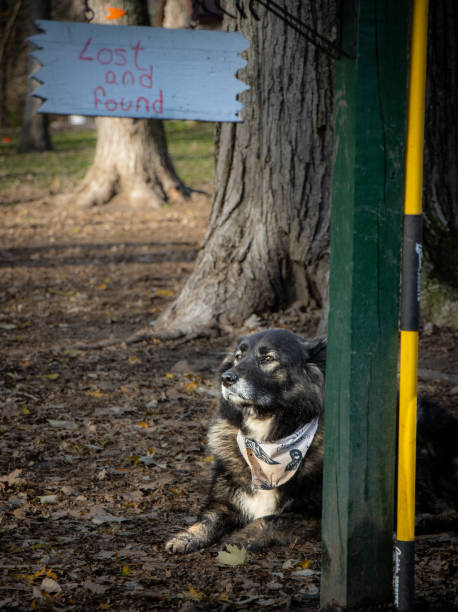 istock Dog with bandana 2150156712