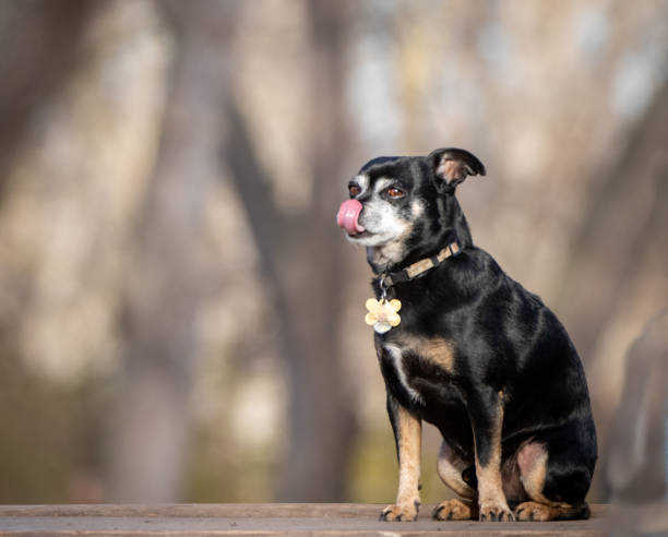 istock Dog sticking out tongue 2150156743