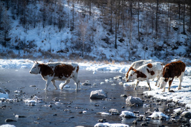 Herd of Cattle walking towards river