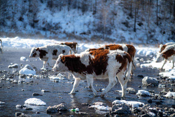Herd of Cattle walking towards river