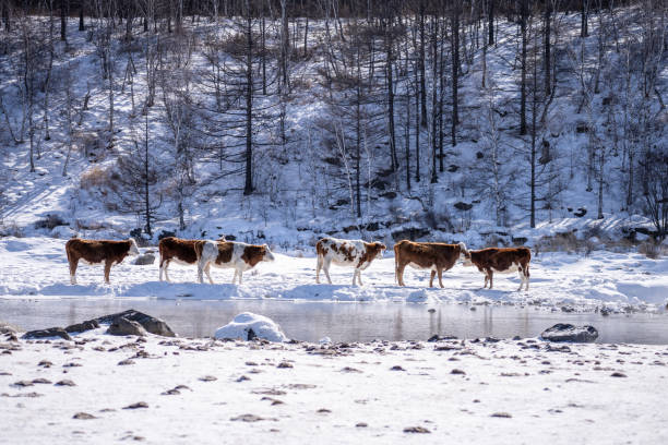 Herd of Cattle at the river side during winter