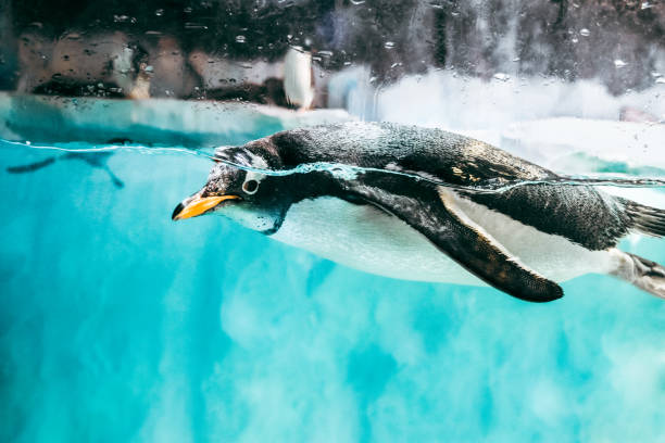 istock Penguin in zoo. Ethics and love for animals. 2150158920