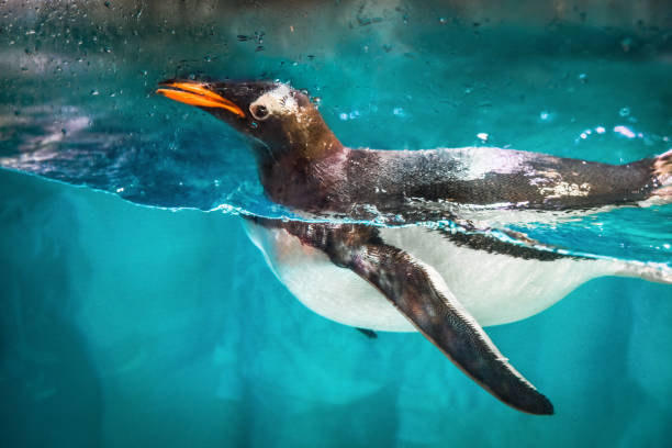 istock Penguin in zoo. Ethics and love for animals. 2150158924