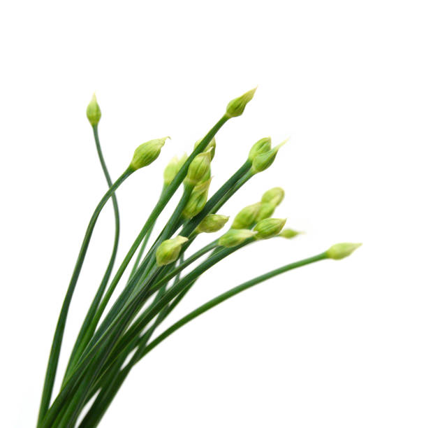 Fresh green chive - white background