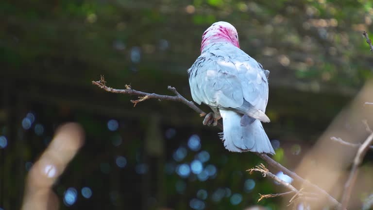 Close up of a pink cockatoo resting