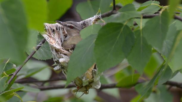 Red Eyed Vireo in nest