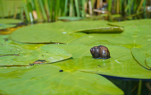 River flora and fauna. Snail on the surface of a lily leaf.