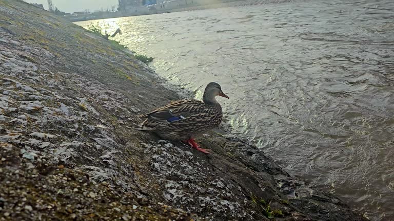 Duck by the river