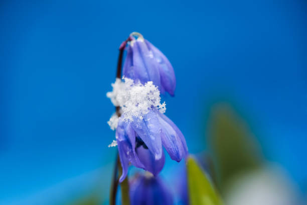 Flower Scilla Siberica  covered with snow after snowfall in the spring