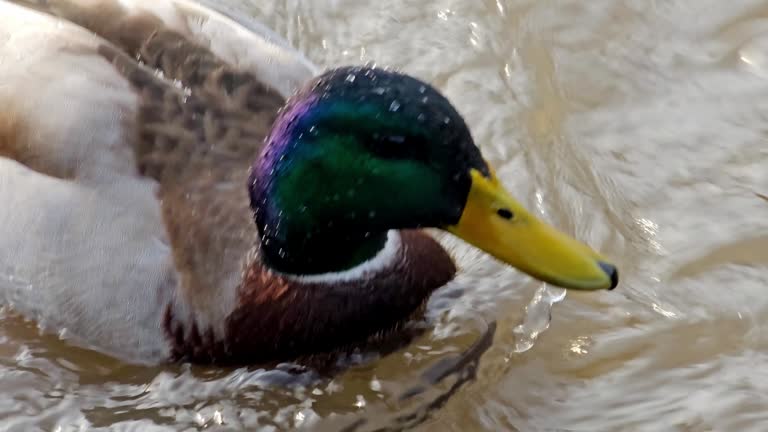 Duck swimming in the river