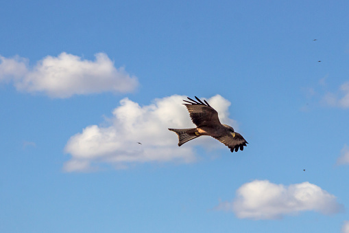 A Yellow-billed kite, milvus aegyptius, in flight against a blue sky filled with fluffy cumulus clouds. Photographed in the Kruger National Park in South Africa.
