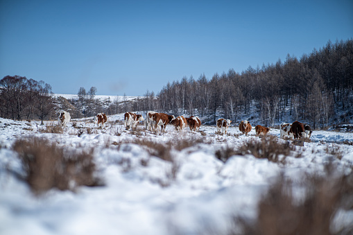 Cows in snow in the tyrol alps