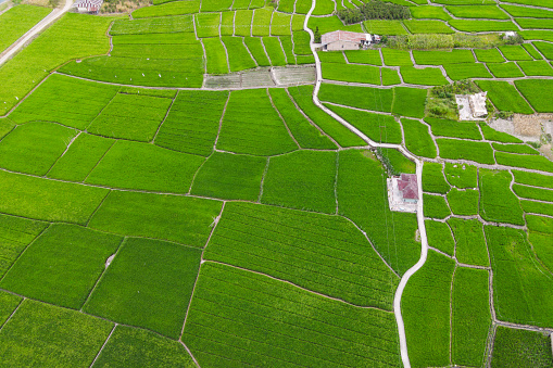 Aerial photo of beautiful rice field at Bonan Dolok, Samosir