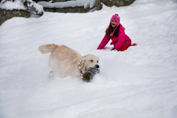 Young playful golden retriever and a little girl enjoy playing in the snow. Young playful golden retriever in the snow runs away with stolen hat