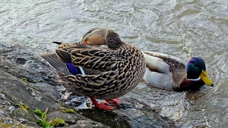 Duck on a riverbank