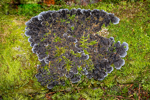 close up view of a lichen in natural habitat on a moss covered trunk