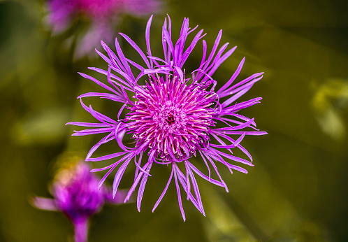 close up view of a purple blossom of horse-knops. macrophotography