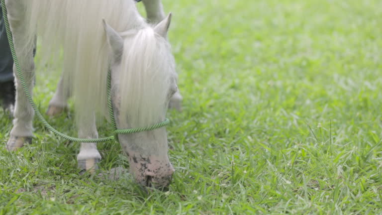 close up of albino dwarf horse eating grass