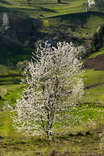 Spring landscape, rural scene