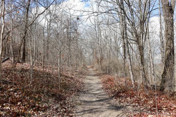 istock Hiking in the Winter Forest 2150167835