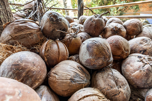 Coconuts ready for processing in a coconut products factory, Mekong River Delta, Vietnam