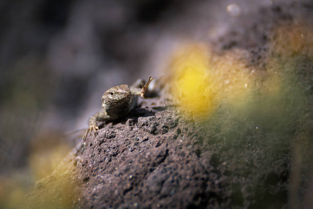 The western Canary lizard or lizard blight (Gallotia galloti) hiding in the rock, Tenerife, Canary Islands, Spain, Europe. Wild animal in natural habitat.