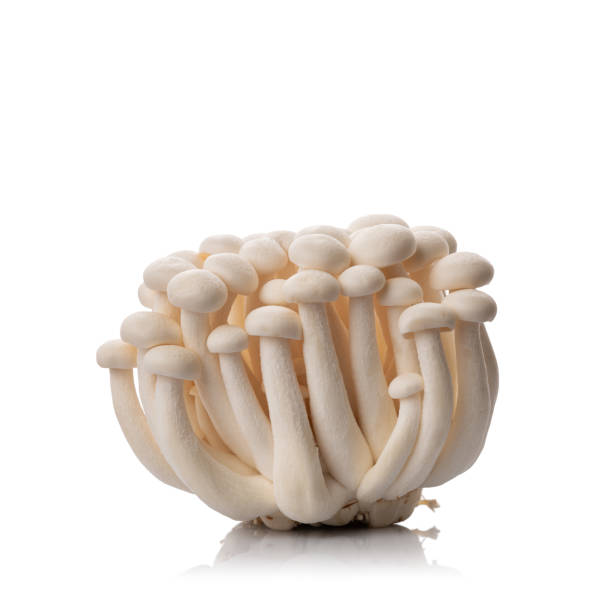 istock Fresh white shimeji mushrooms 2150169938