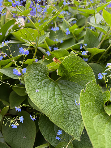 Brunerra flower is a Forget-Me-Not look a like.