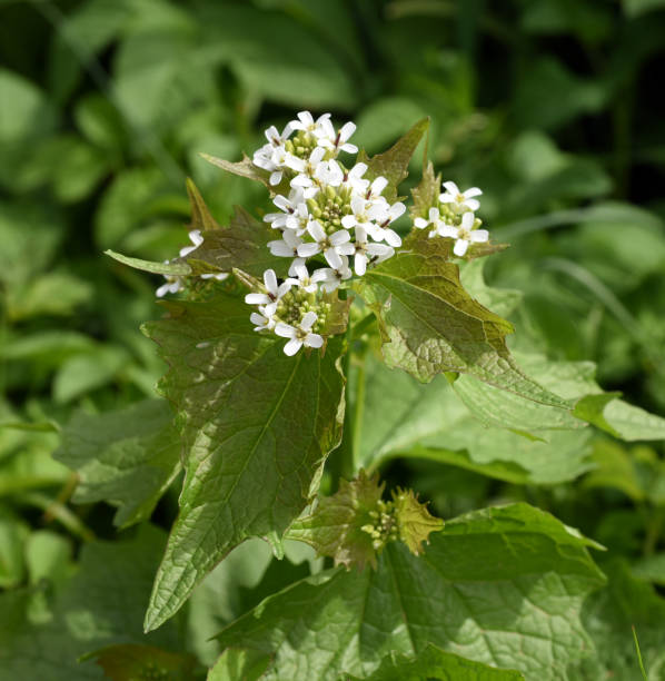 istock Garlic rocket, Alliaria petiolata 2150170434