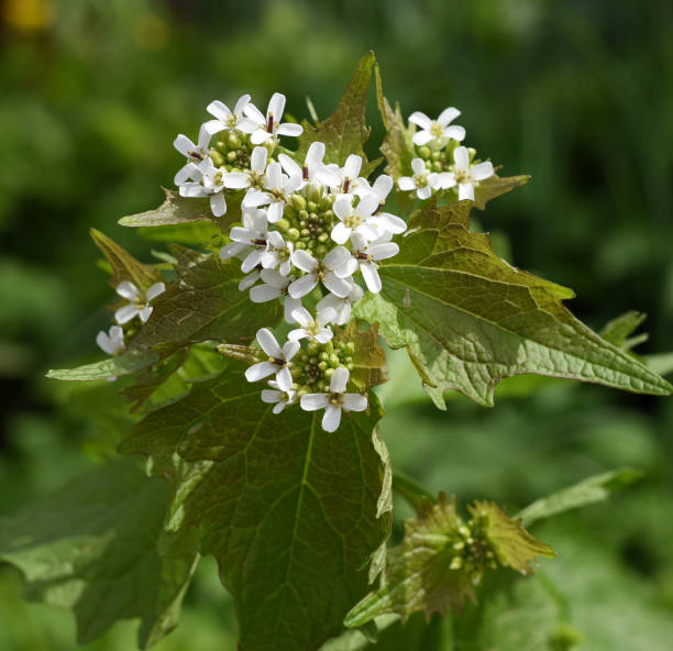 istock Garlic rocket, Alliaria petiolata 2150170457
