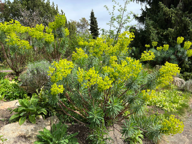 istock Palisade spurge, Euphorbia characias 2150170541