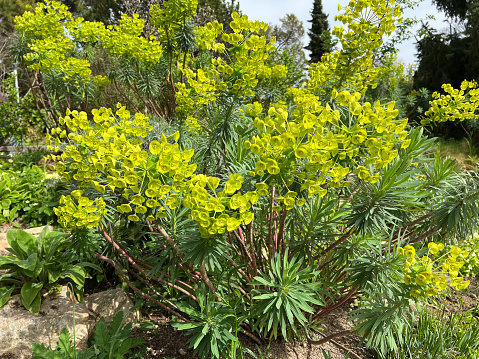Palisade spurge grows perennially and woody at the base of the shoot. This means it can sprout from it and the rootstock every year