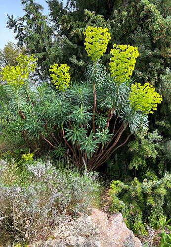 Palisade spurge grows perennially and woody at the base of the shoot. This means it can sprout from it and the rootstock every year