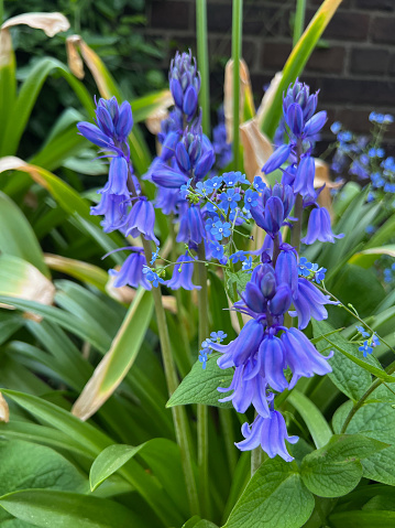 Bluebell and Brunerra flowers in bloom.