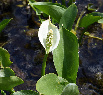 Marsh calla, Calla palustris, is an aquatic plant with white flowers.
