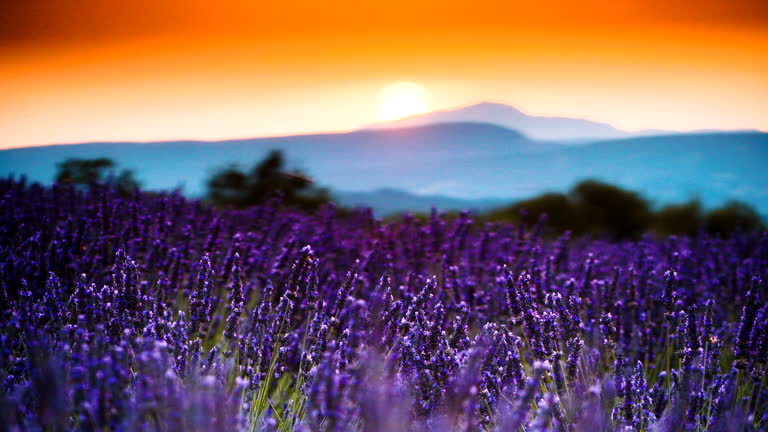 Lavender field at sunset. Provence France