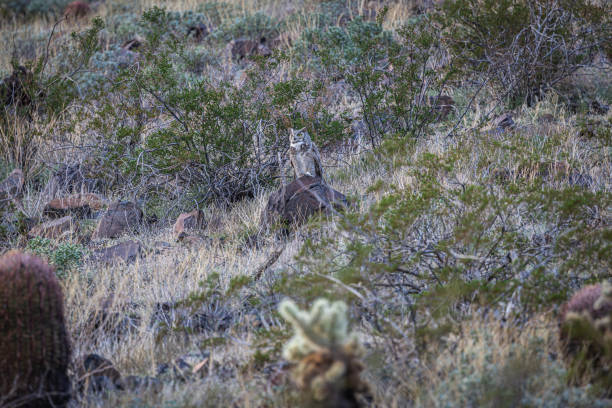 istock A great horned owl standing on a rock, looking for prey. 2150172984