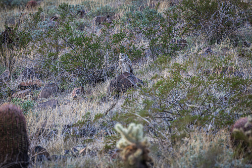 A great horned owl standing on a rock, looking for prey.