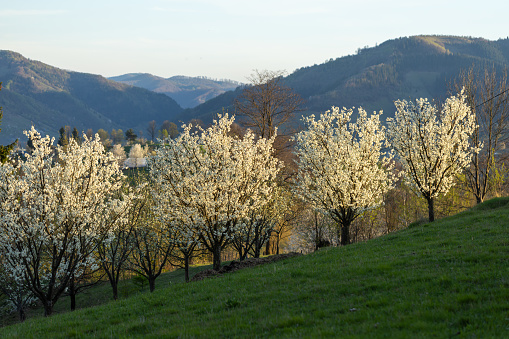 Spring landscape, rural scene