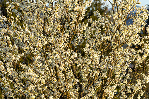 Tree Blossom