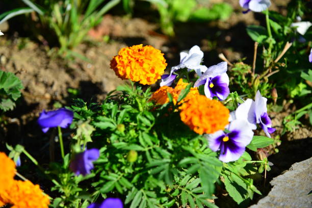 Flower and Macro view in Gokceada, Turkey.