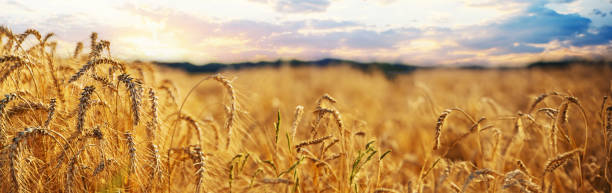 istock Wheat growing spikelets field harvest. Selective focus. 2150175259