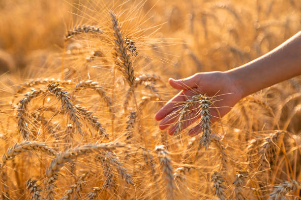 istock Child hands wheat in a field. Selective focus 2150175279