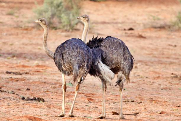 istock Two ostriches in the bush 2150175487