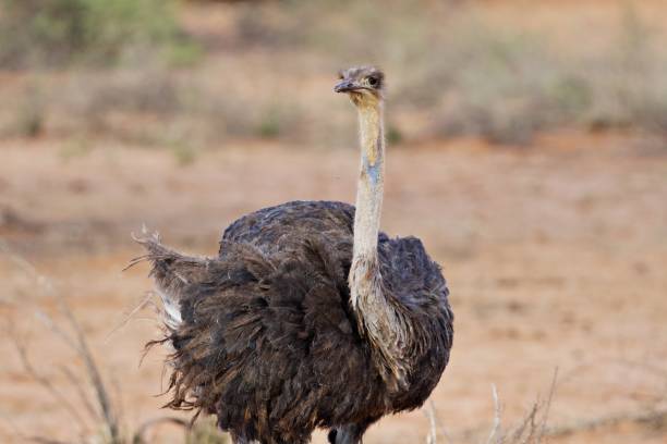 istock Ostrich in the bush 2150175490