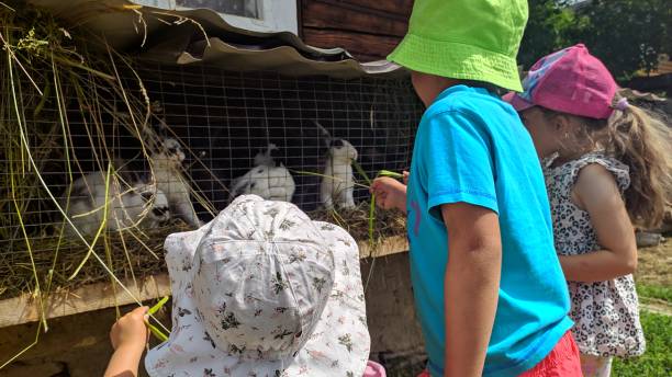 istock Three children feed domestic rabbits in a cage. Photo. 2150175622