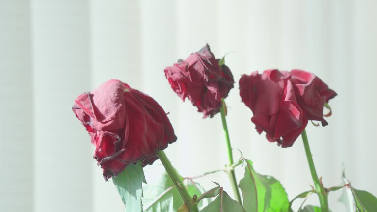 Buds of withered red roses standing in vase.