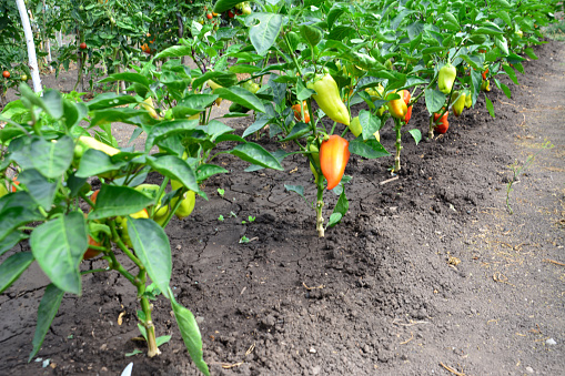 a row of bell pepper plants that have peppers on them