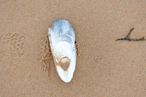 Cuttlefish bone on the beach in Melbourne
