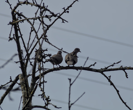 male and female doves in the mountains on a branch looking at the horizon
